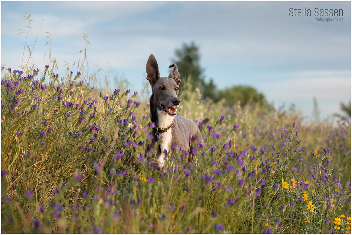 a greyhound standing in long grass with ears perked up at photo shoot